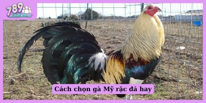 Tổng hợp một số giống gà Mỹ rặc đá hay cho anh em kê thủ 3 Chọn chọn gà Mỹ rặc đá hay