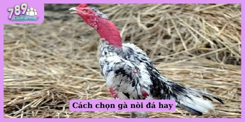 Bí quyết chọn giống gà nòi đá hay và hiếu chiến nhất 1 Cách chọn gà nòi đá hay