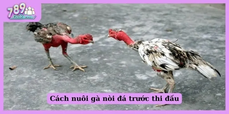 Bí quyết chọn giống gà nòi đá hay và hiếu chiến nhất 2 Cách nuôi gà nòi trước thi đấu