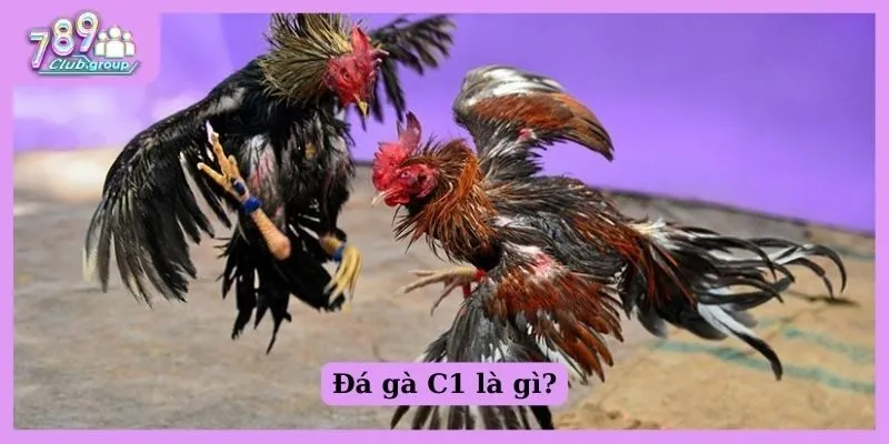 Hiểu về gà chọi C1 - Phương pháp nuôi gà giỏi cho sư kê 1 Đá gà C1 là gì?