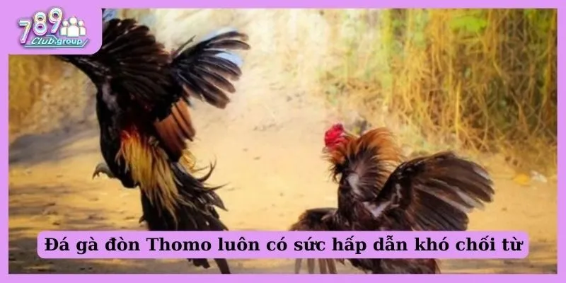 Đá gà đòn Thomo là gì? Tìm hiểu về đá gà đòn trực tuyến 1 Đá gà đòn Thomo luôn có sức hấp dẫn khó chối từ