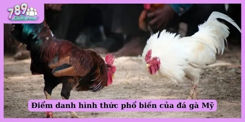 Đá gà Mỹ là gì? Những điểm độc đáo của hình thức đá gà Mỹ 3 Điểm danh hình thức phổ biến của đá gà Mỹ