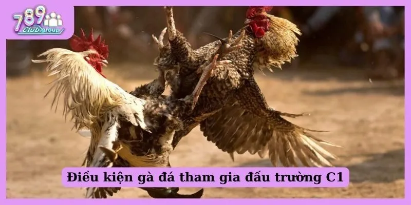 Hiểu về gà chọi C1 - Phương pháp nuôi gà giỏi cho sư kê 2 Điều kiện gà đá tham gia đấu trường C1