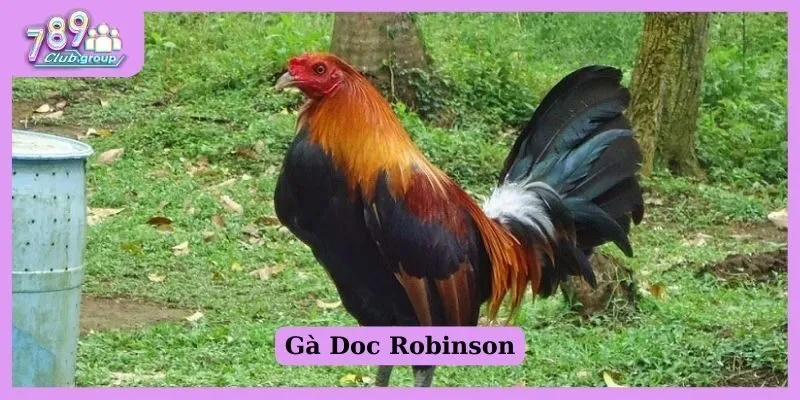 Tổng hợp một số giống gà Mỹ rặc đá hay cho anh em kê thủ 2 Gà Doc Robinson