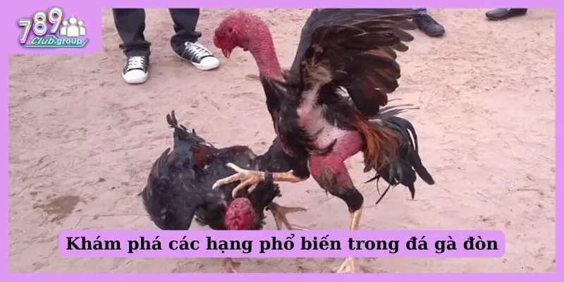 Đá gà đòn Thomo là gì? Tìm hiểu về đá gà đòn trực tuyến 2 Khám phá các hạng phổ biến trong đá gà đòn