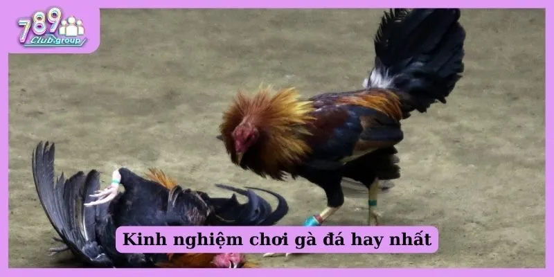 Đá gà cựa dao là gì? Cần biết những gì khi chơi đá cựa dao 3 Kinh nghiệm chơi gà đá hay nhất