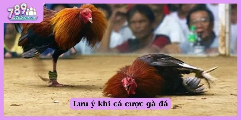 Đá gà cựa sắt là gì? Bật mí thông tin hữu ích cho kê thủ 3 Lưu ý khi cá cược gà đá