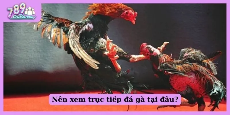 Đá gà trực tiếp C4 là gì? Tìm hiểu về hình thức đá gà C4 3 Nên xem trực tiếp đá gà tại đâu?