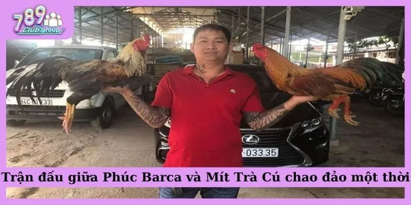 Đá gà Thomo trực tiếp là gì? Lợi ích khi xem đá gà online 3 Trận đấu giữa Phúc Barca và Mít Trà Cú chao đảo một thời