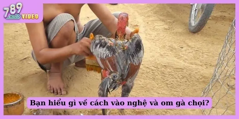 Cách vào nghệ và om gà chọi phát huy tác dụng nhanh 1 Bạn hiểu gì về cách vào nghệ và ôm gà chọi?
