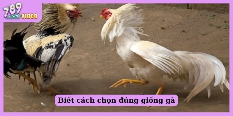 Gà đá bo lớn - Bật mí bí quyết giúp gà chiến khỏe mạnh! 1 Biết cách chọn đúng giống gà
