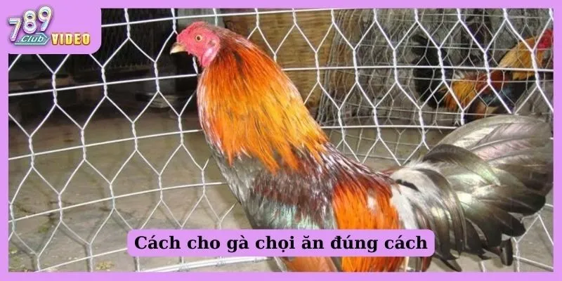 Cho Gà Chọi Ăn Gì Để Tăng Cân, Sức Chiến Đấu Ngon Số Zách? 3 Cách cho gà chọi ăn đúng cách