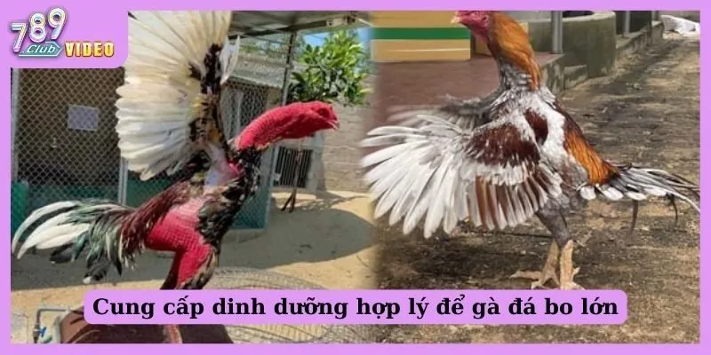 Gà đá bo lớn - Bật mí bí quyết giúp gà chiến khỏe mạnh! 2 Cung cấp dinh dưỡng hợp lý để gà đá bo lớn