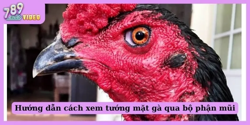 Hướng Dẫn Xem Tướng Mặt Gà Đá "Chuẩn Chỉnh" Cho Sư Kê 2 Hướng dẫn cách xem tướng mặt gà qua bộ phận mũi