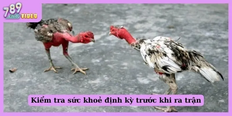 Phương pháp chăm sóc gà đá trước khi ra trận cực hay cho sư kê 3 Kiểm tra sức khỏe định kỳ trước khi ra trận