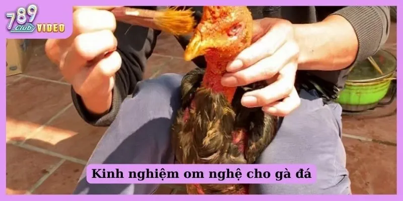 Cách vào nghệ và om gà chọi phát huy tác dụng nhanh 3 Kinh nghiệm om nghệ cho gà đá