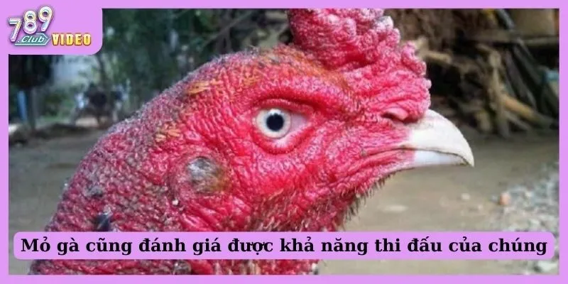 Hướng Dẫn Xem Tướng Mặt Gà Đá "Chuẩn Chỉnh" Cho Sư Kê 3 Mỏ gà cũng đánh giá được khả năng thi đấu của chúng