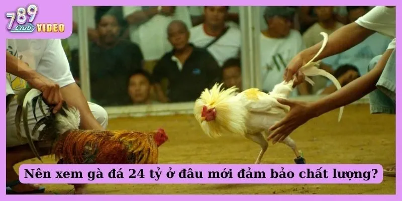Gà Đá 24 Tỷ - Anh Em Biết Gì Về Trận Chiến Chấn Động Này? 3 Nên xem gà đá 24 tỷ ở đâu mới đảm bảo chất lượng?