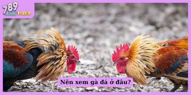 Xem Đá Gà Campuchia Ở Đâu Uy Tín, Bảo Mật Tuyệt Đối? 2 Nên xem gà đá ở đâu?