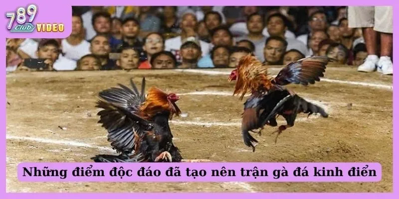 Gà Đá 24 Tỷ - Anh Em Biết Gì Về Trận Chiến Chấn Động Này? 2 Những điểm độc đáo đã tạo nên trận gà đá kinh điển