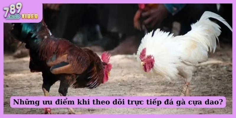 Trực Tiếp Đá Gà Cựa Dao - Địa Chỉ Nào Xanh Chín Cho Anh Em? 3 Những ưu điểm khi theo dõi trực tiếp đá gà cựa dao?