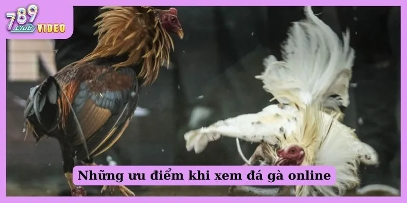 Xem Đá Gà Campuchia Ở Đâu Uy Tín, Bảo Mật Tuyệt Đối? 1 Những ưu điểm khi xem đá gà online