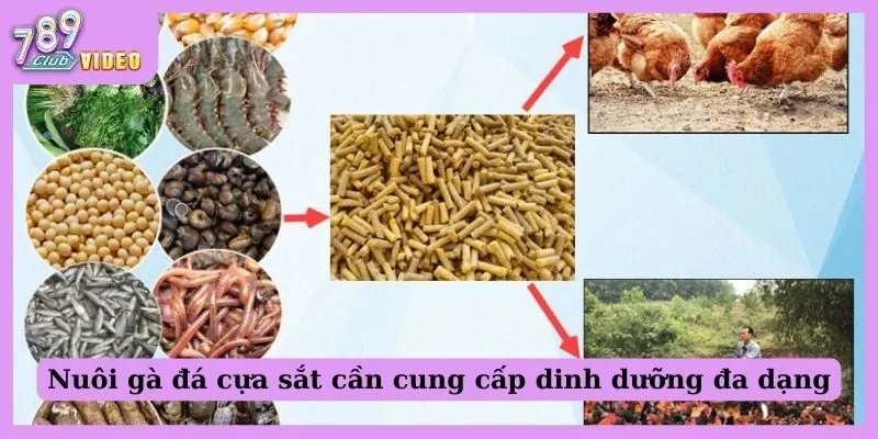 Tổng Hợp 8 Cách Nuôi Gà Đá Cựa Sắt Được Cao Thủ Bật Mí 1 Nuôi gà đá cựa sắt cần cung cấp dinh dưỡng đa dạng