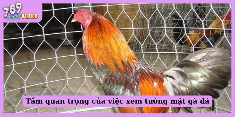 Hướng Dẫn Xem Tướng Mặt Gà Đá "Chuẩn Chỉnh" Cho Sư Kê 1 Tầm quan trọng của việc xem tướng mặt gà đá