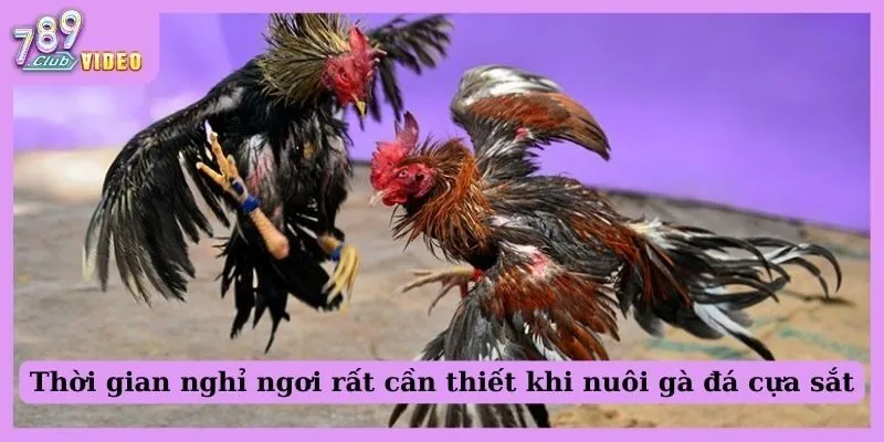 Tổng Hợp 8 Cách Nuôi Gà Đá Cựa Sắt Được Cao Thủ Bật Mí 3 Thời gian nghỉ ngơi rất cần thiết khi nuôi gà đá cựa sắt