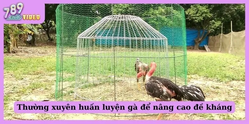 Tổng Hợp 8 Cách Nuôi Gà Đá Cựa Sắt Được Cao Thủ Bật Mí 2 Thường xuyên huấn luyện gà để nâng cao đề kháng