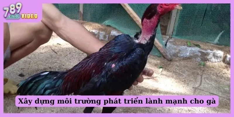 Phương pháp chăm sóc gà đá trước khi ra trận cực hay cho sư kê 1 Xây dựng môi trường phát triển lành mạnh cho gà