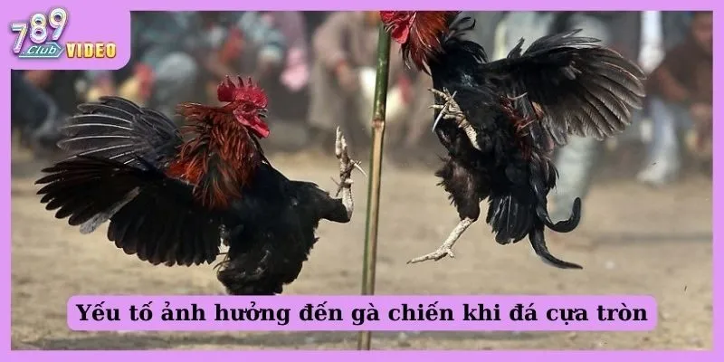 Sức hút của đá gà cựa tròn và mẹo chiến thắng cho tân thủ 2 Yếu tố ảnh hưởng đến gà chiến khi đá cựa tròn